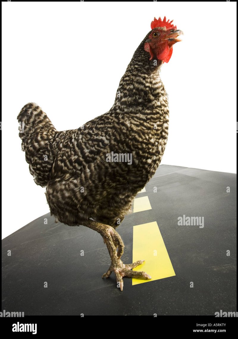Image: Entdecken Sie die Action von Chicken Road 2 - Das neue Casino-Spiel für