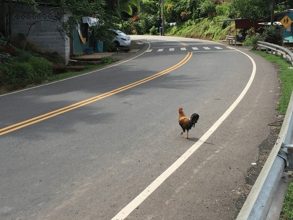 Explorez chicken road 2